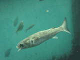 bora, Mugil cephalus