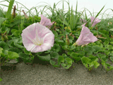 hamahirugao, flower