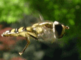 hoverfly, side
