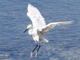 Little Egret, landing, Koajiro-bay
