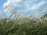 susuki grass field