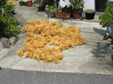 Makusa (tengusa) being dried