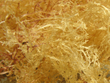 Dried makusa, close look