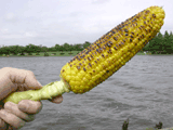 roasted corn, ready to eat